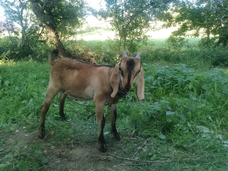 Продам англо - нубійських козликів