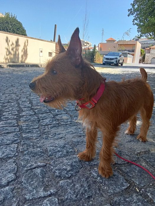 Casal de cães de Pequeno Porte 6kg e 6,5Kg