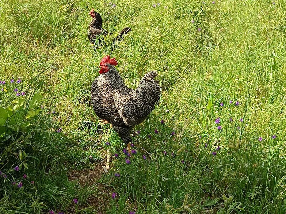 Galos  Autoctones biológicos - Espécie Pedrés Portuguesa, brincados pela ANGRA e com certificação biológica