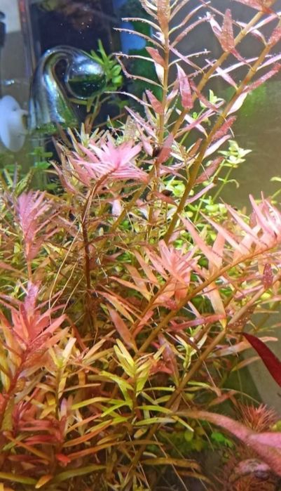 Pakiet Rotala H'ra        .