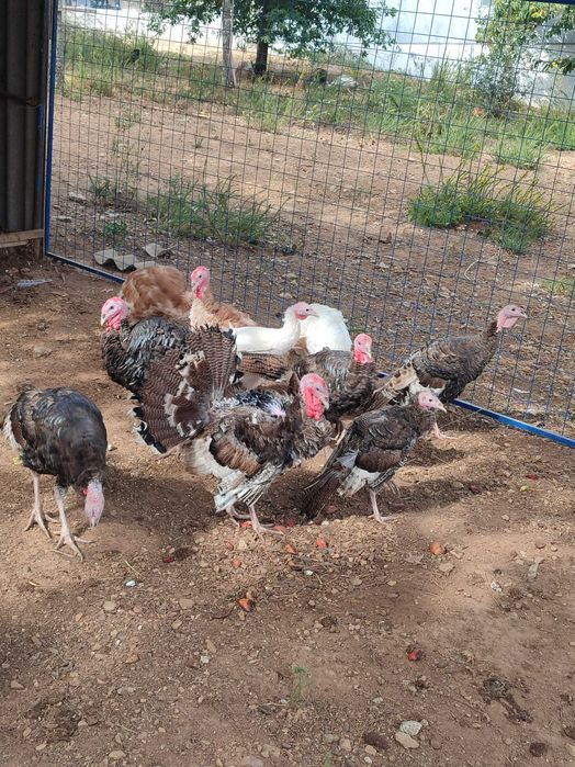 Perus e galinhas de Angola