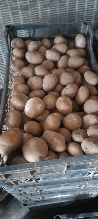 Бульба насінева.