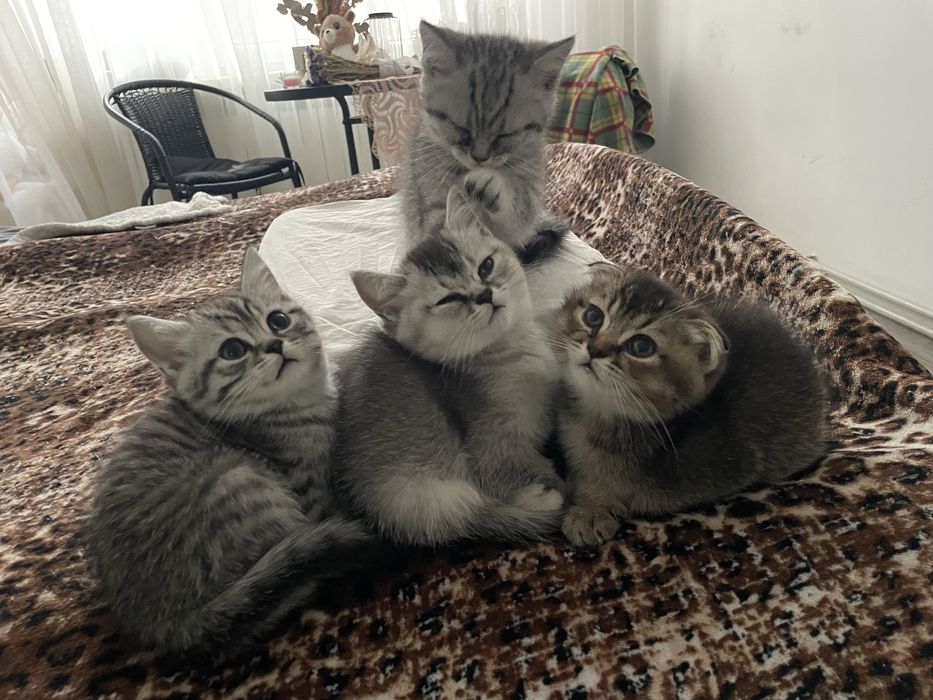 Британські короткошерсті кошенята шукають родину
