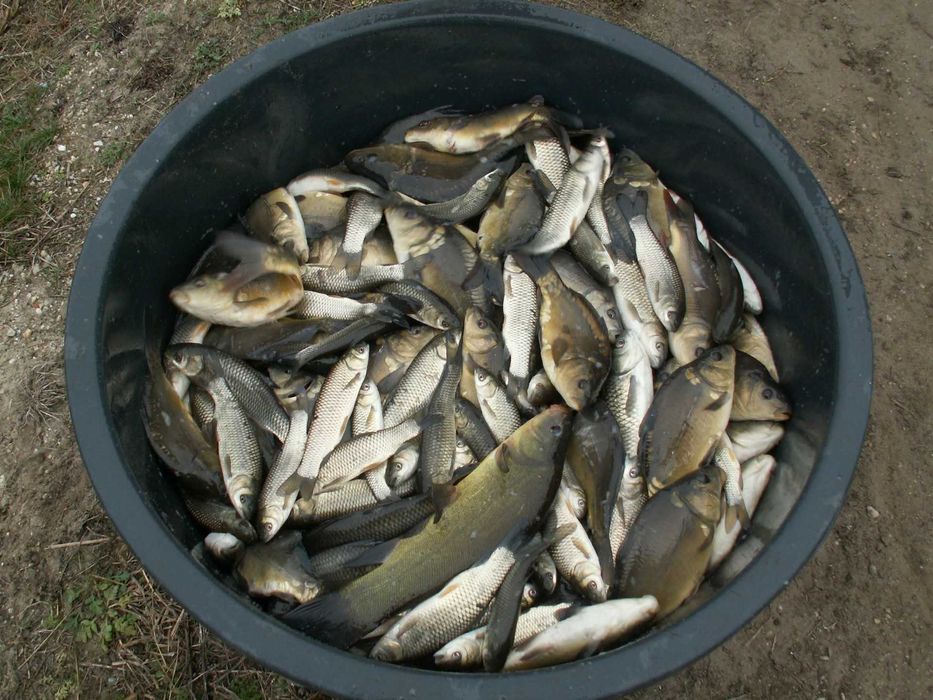 Ryby narybek Jesiotr Albinos Lin Karp koi Amur Karaś koi Karp Tołpyga