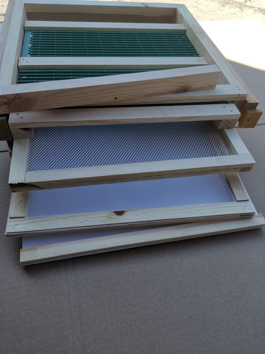 Dennica wielkopolska,