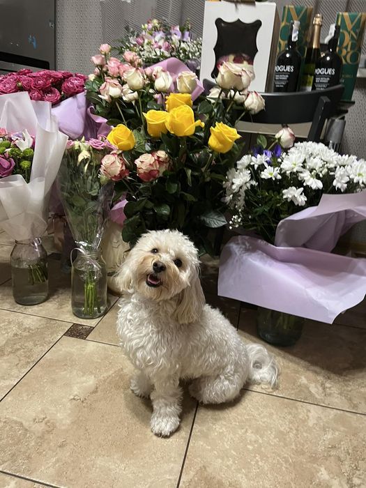 В'язка Мальтіпу Ф1