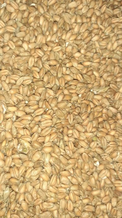 Pszenica ozima 85zl oraz pszenzyto 65 zl