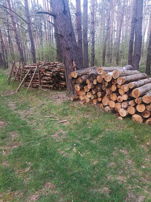 Drewno sezonowane sosnowe