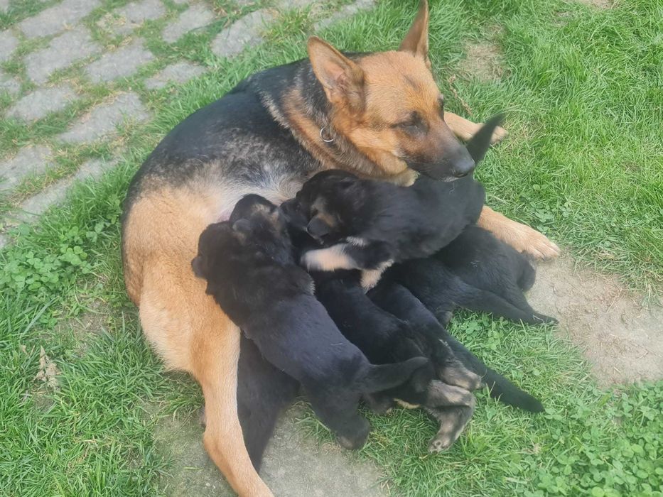 Vendo  Filhote de Pastor Alemão de Pelo Curto