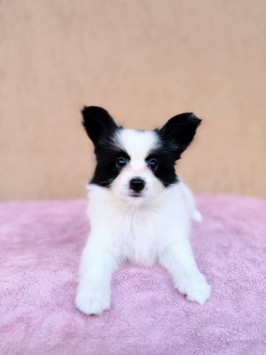 Гарний хлопчик папільона