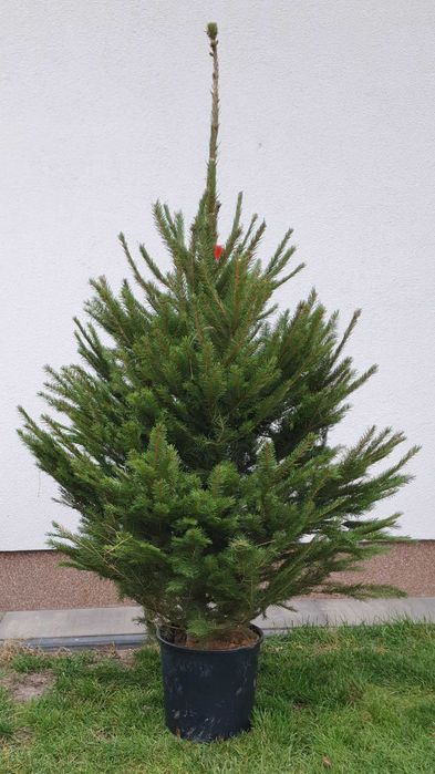 Choinka Żywa Jodła Kaukaska Świerk Cięta W Doniczce PLANTACJA RADOM