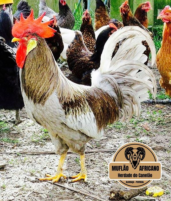 Casais de Cocos, Coquichos ou Garnizes