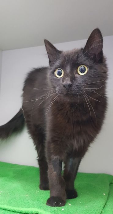 Flow- gatinho jovem para adopção