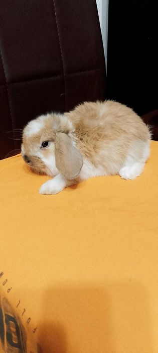 Króliczki miniaturki