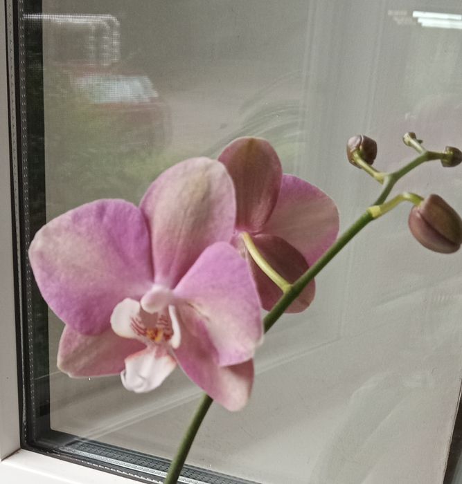Орхидея Примавера