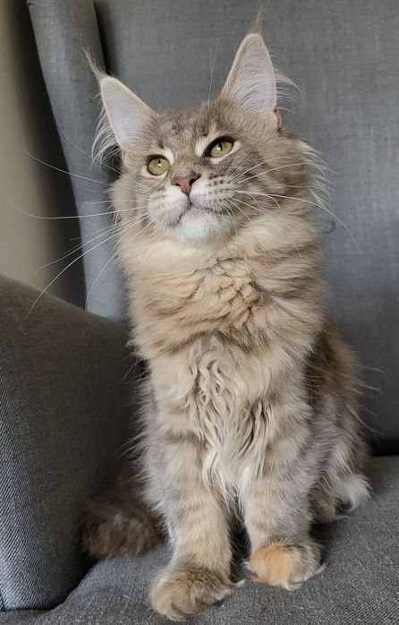 Niebieska szylkretka Maine Coon hodowla FPL