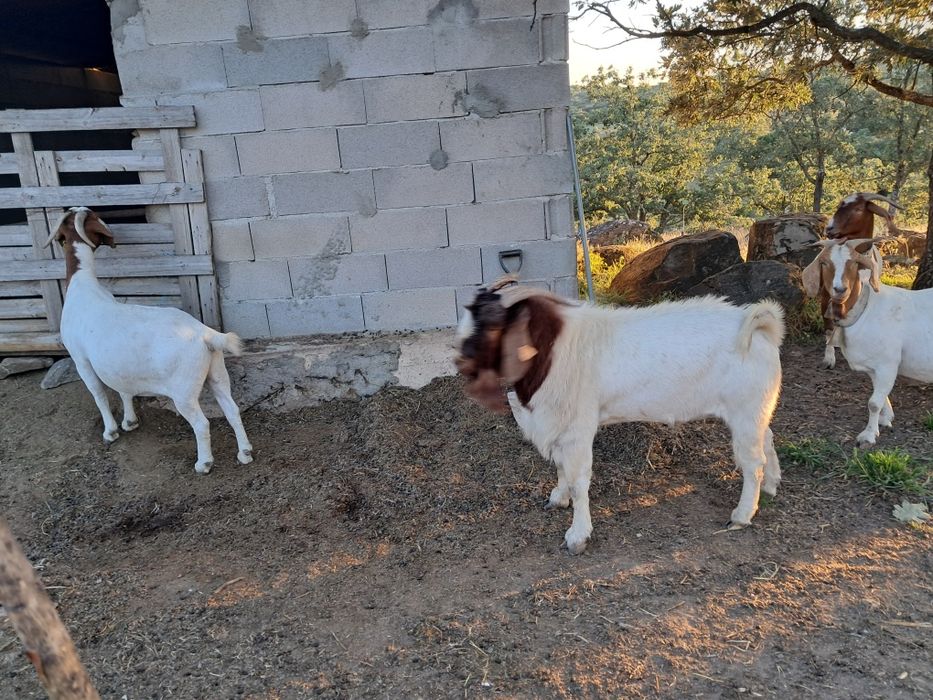 vendo macho boer puro