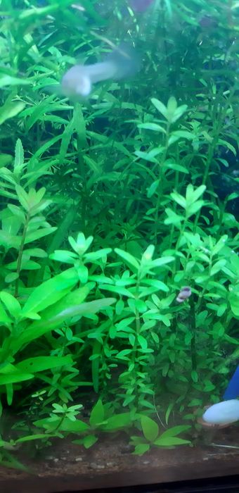 Lote plantas aquario