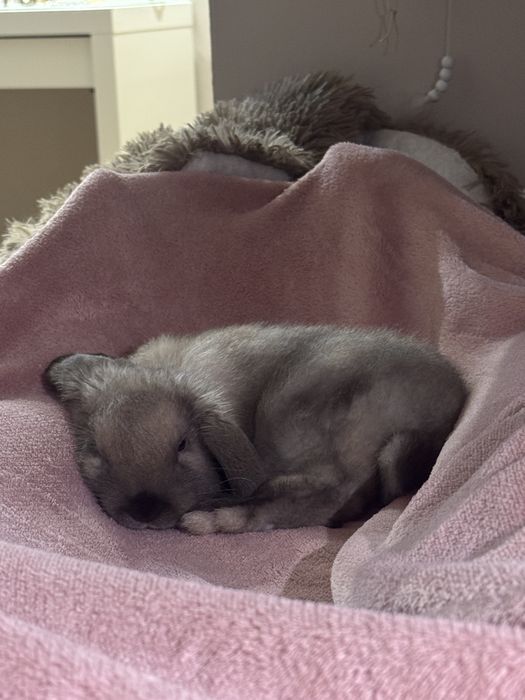 Królik Mini Lop