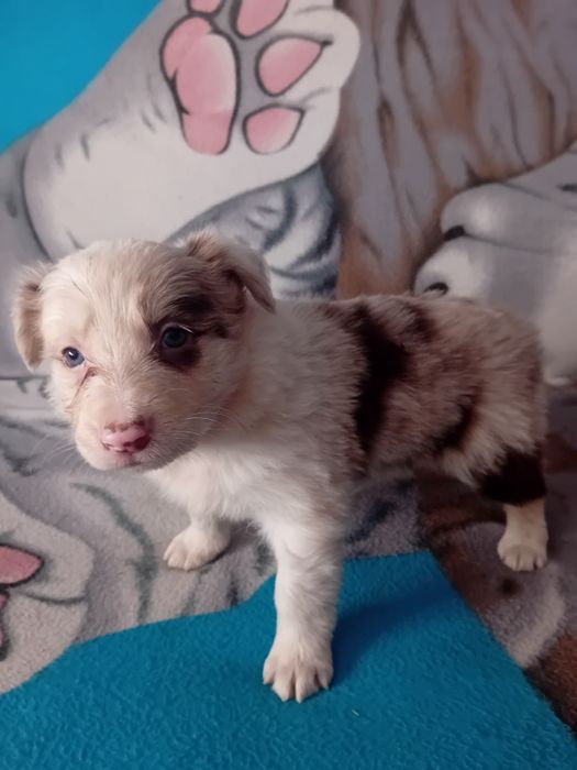 Border collie szceniak