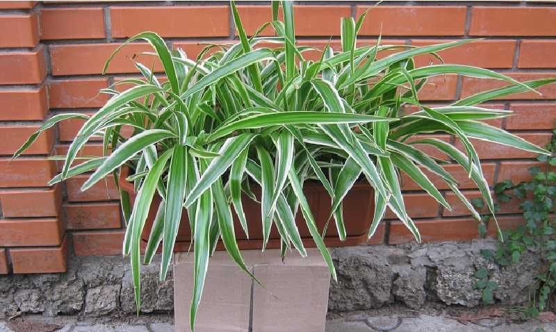 Хлорофитум для интерьера в вазонах