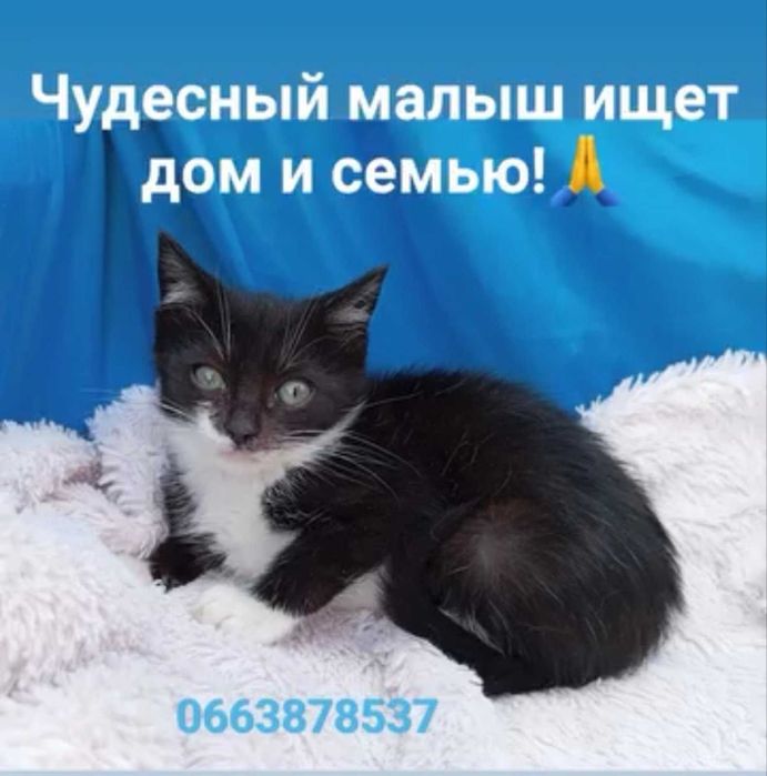 чудесный малыш ищет дом и семью!