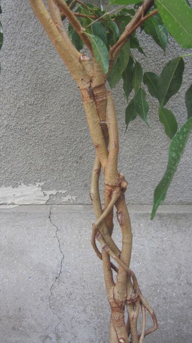 Фикус Бенджамина