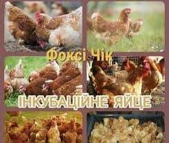 Продам яйце курей Фоксі Чік для інкубації.
