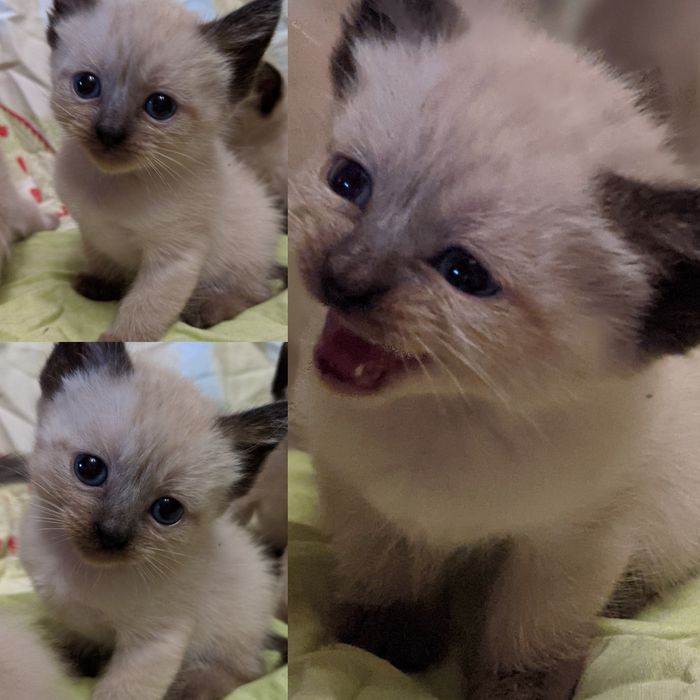 Тайские  котята  Exclusive