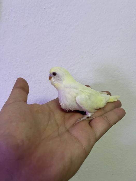 Periquitos australianos para criar à mão