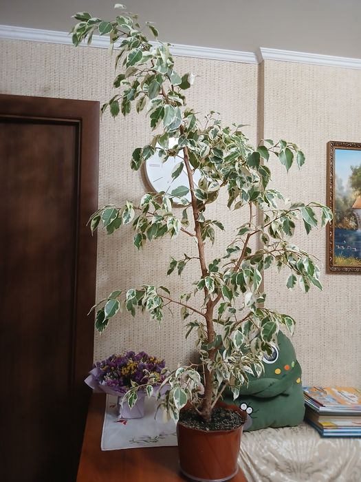 Фікус бенджаміна 1м