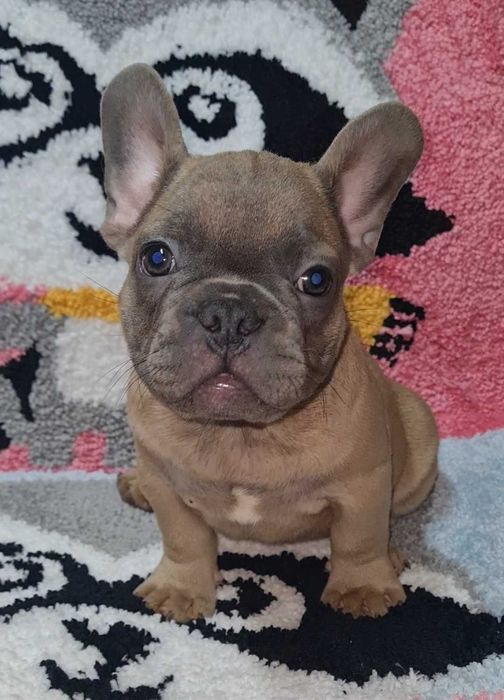 Суперові дівчатка .Французький бульдог.