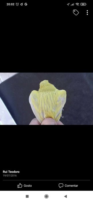 Canários ágata opala amarelo