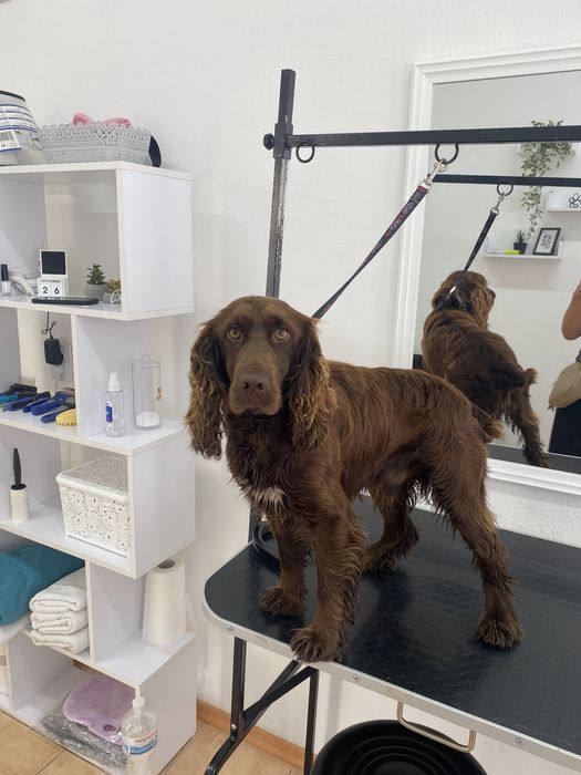 Шоколадний кокер-спаніель