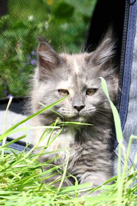 Kotka ... Maine Coon