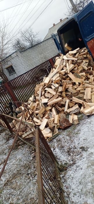 Ясень метровка опт