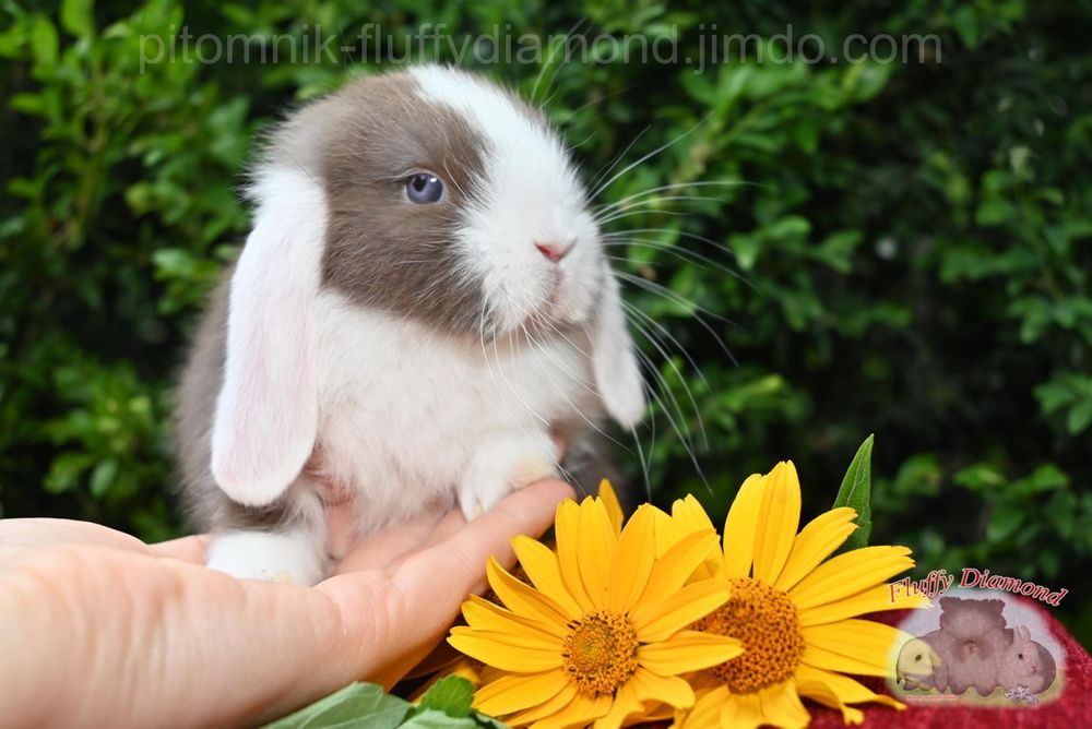 Кролики з розплідника.Тільки породисті.Рідкісні та ексклюзивні кольори