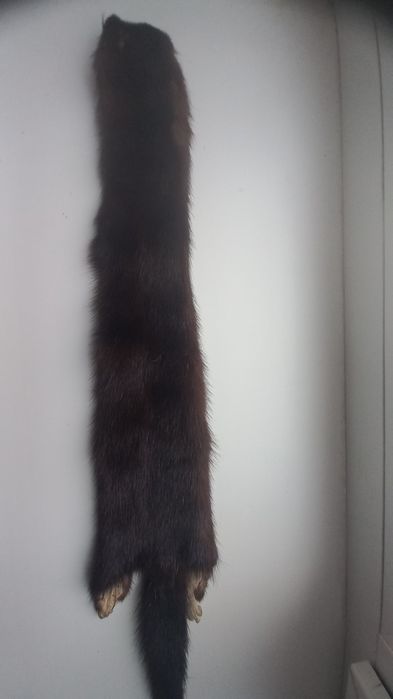 Продаю дві шкурки норочки, колір коричневий Ціна  550 грн