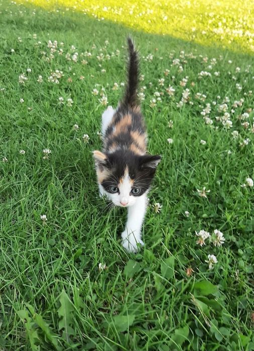 ZAREZERWOWANA Śliczna kotka do adopcji