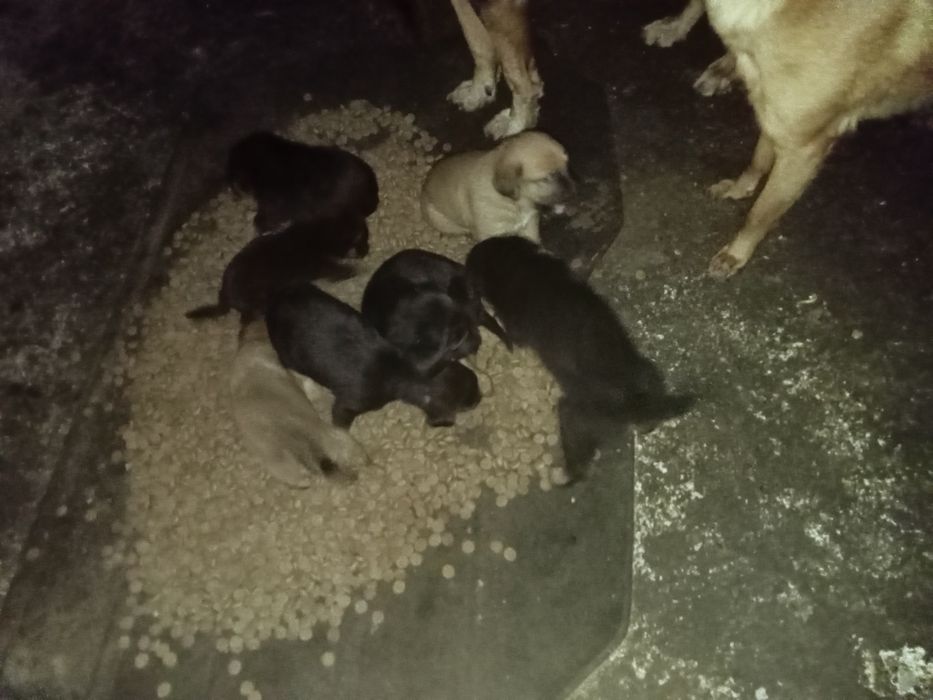 Cães bebés  para dar