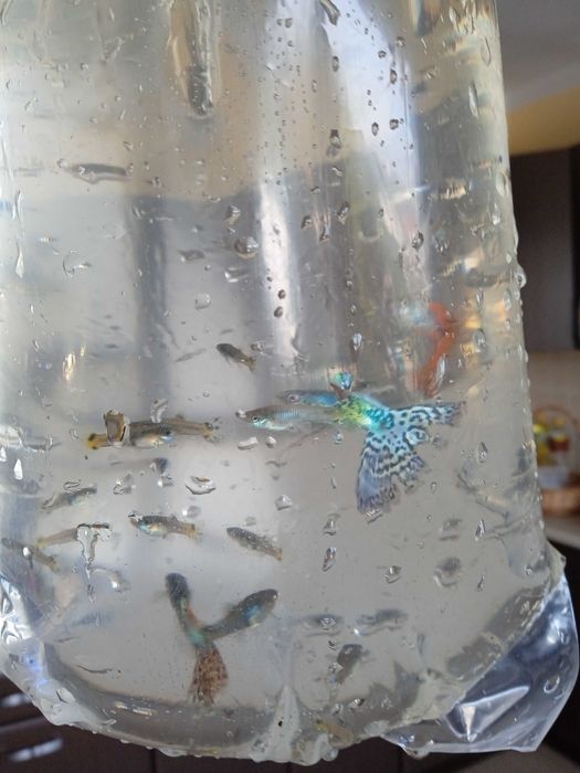 Pawie Oczka Rybki 3 zł