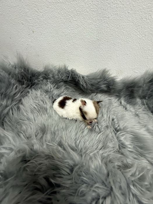 Menino Mini Chihuahua  lindissimo “ de bolsa.