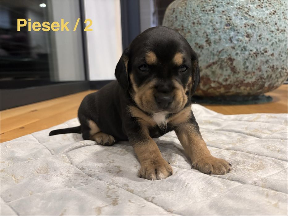 Szukamy domu - w dobre rece. Szczeniaki … Beagle :)