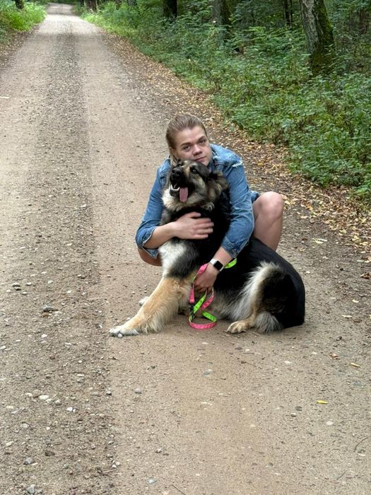 Owczarek niemiecki długowłosy – młoda, łagodna suczka