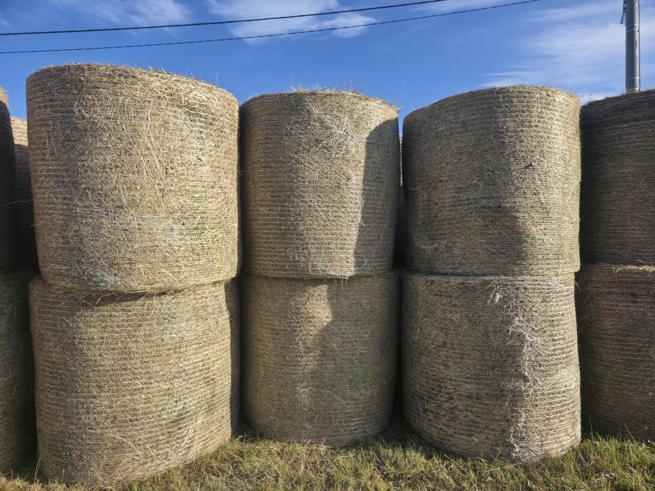 Siano w belach bele pierwszy pokos dla koni