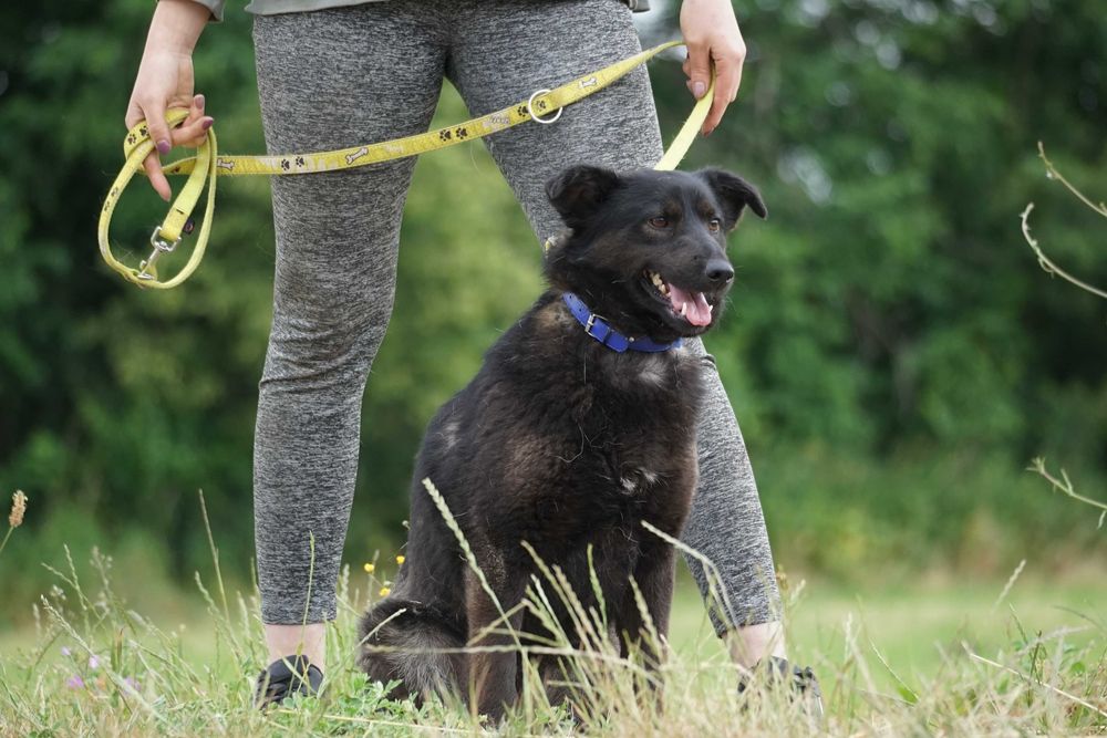 Tasza - przepiękna sunia w typie mini labrador