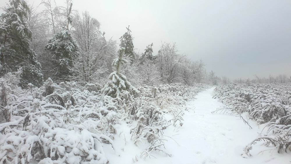 Малютянка. Ділянка 12соток(ОСГ) 600$/сот.