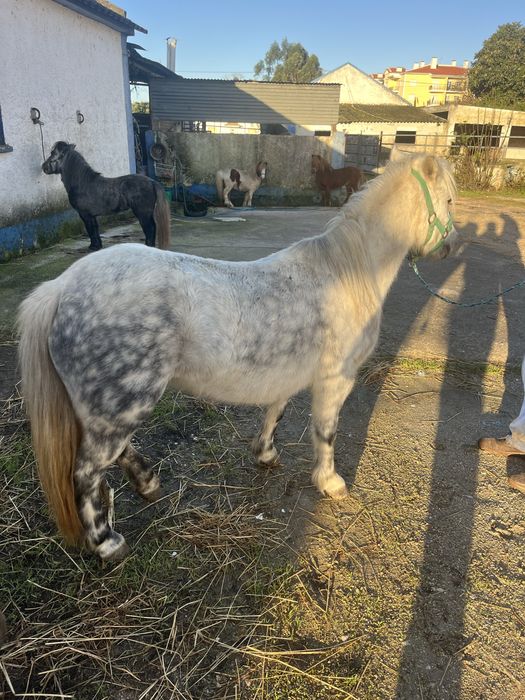 Ponei femea 1,18m mini egua