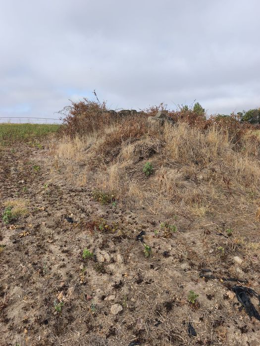 Vendo terreno de 2,5 hectares com regadio