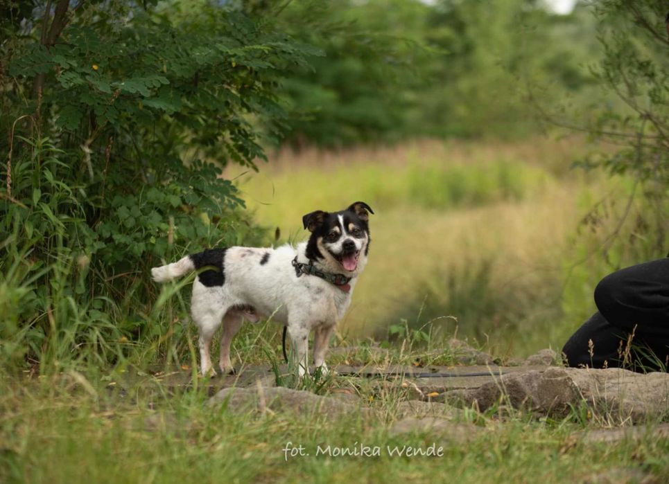 Bobik szuka swojego człowieka